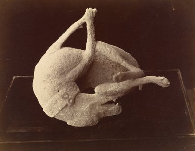 Cast of a Dog Killed by the Eruption of Mount Vesuvius, Pompeii by Giorgio Sommer